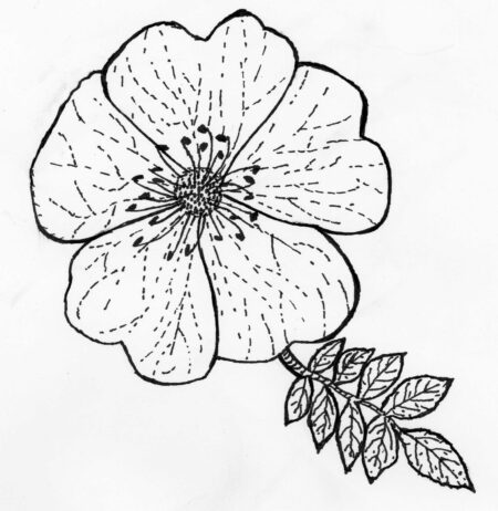 © 2023 Aðalheiður Ólöf Skarphéðinsdóttir. Tússteikning.