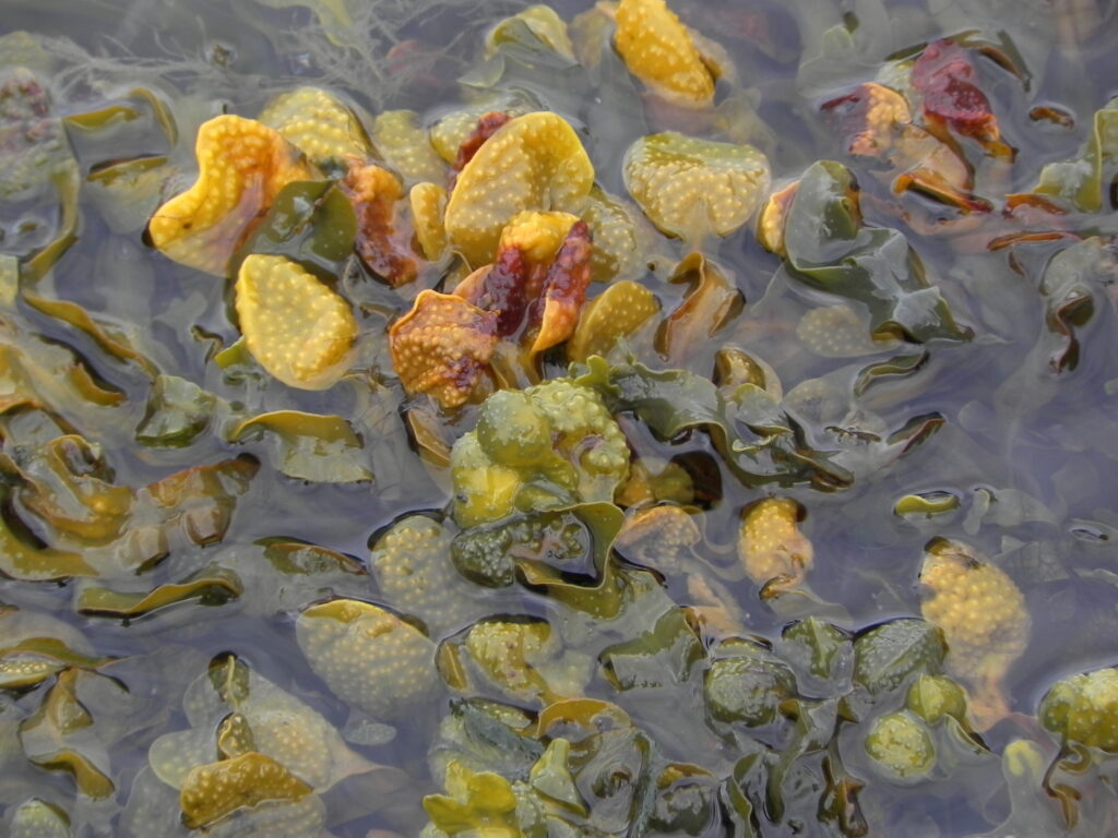 Sjávargull © Larus Jón - einkasafn