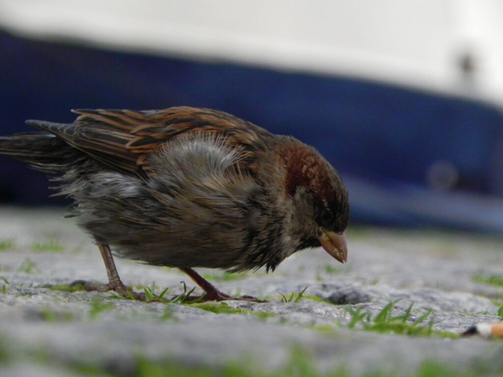 Forvitinn fugl © Larus Jón - einkasafn