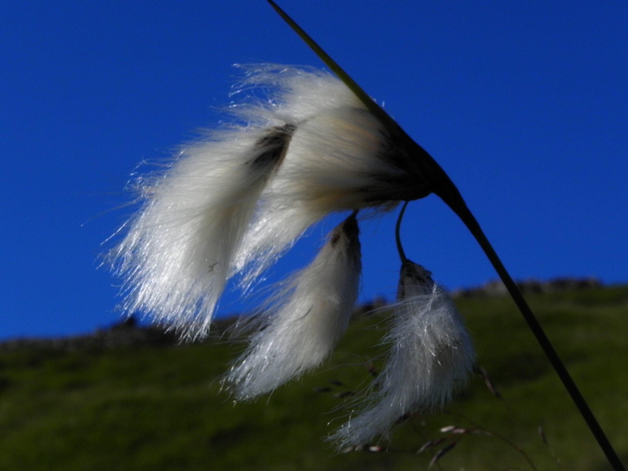 Fífa © Larus Jón - einkasafn