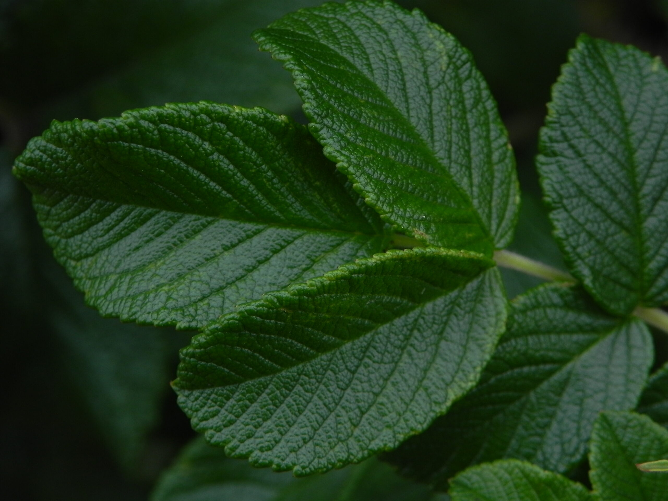 Græn blöð © Larus Jón - einkasafn