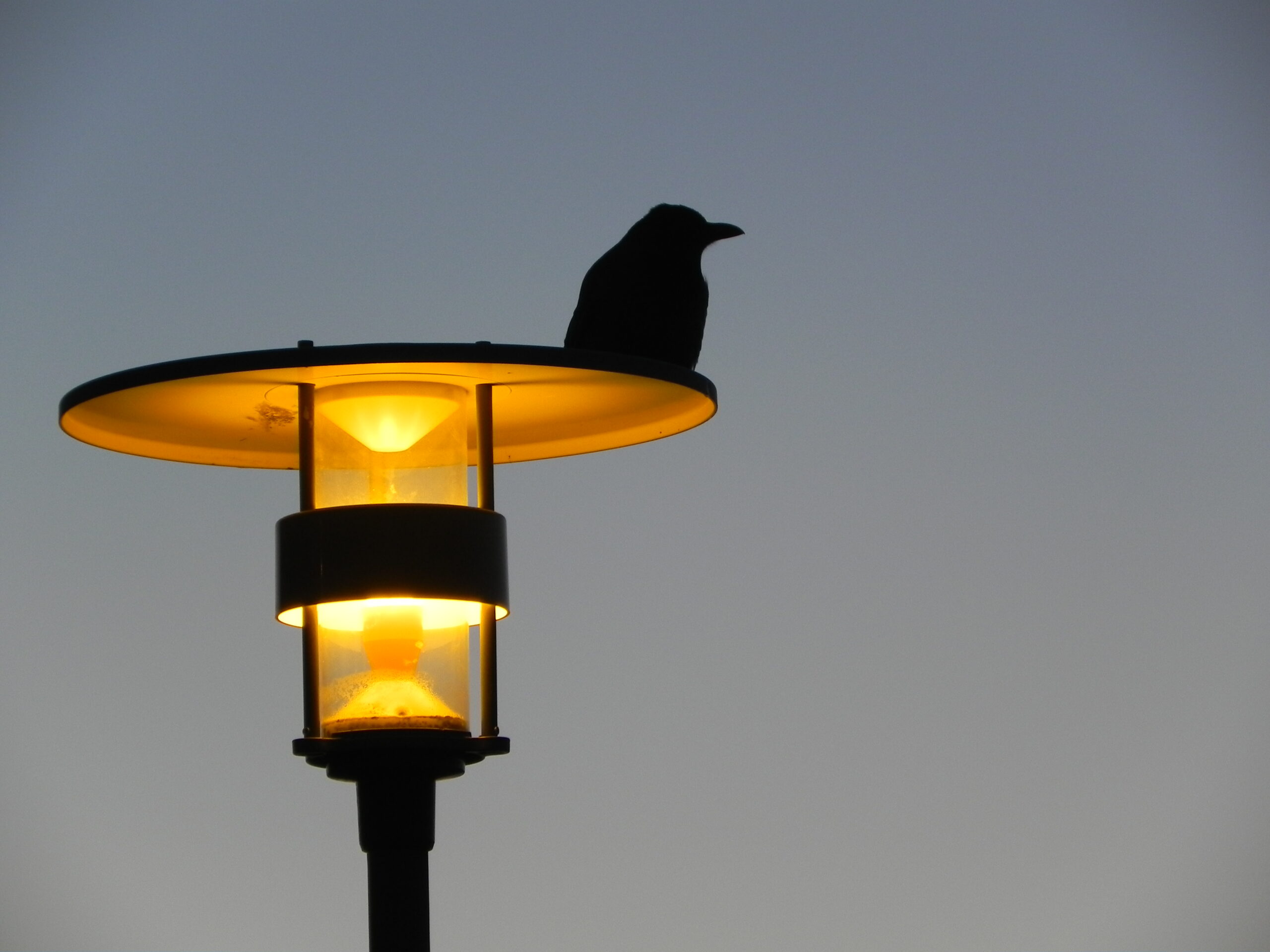 Rökkurró © Larus Jón - einkasafn