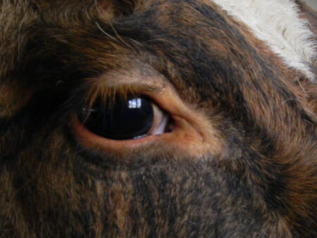 Kýrauga © Larus Jón - einkasafn