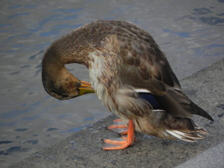 Snyrtipinni © Larus Jón - einkasafn