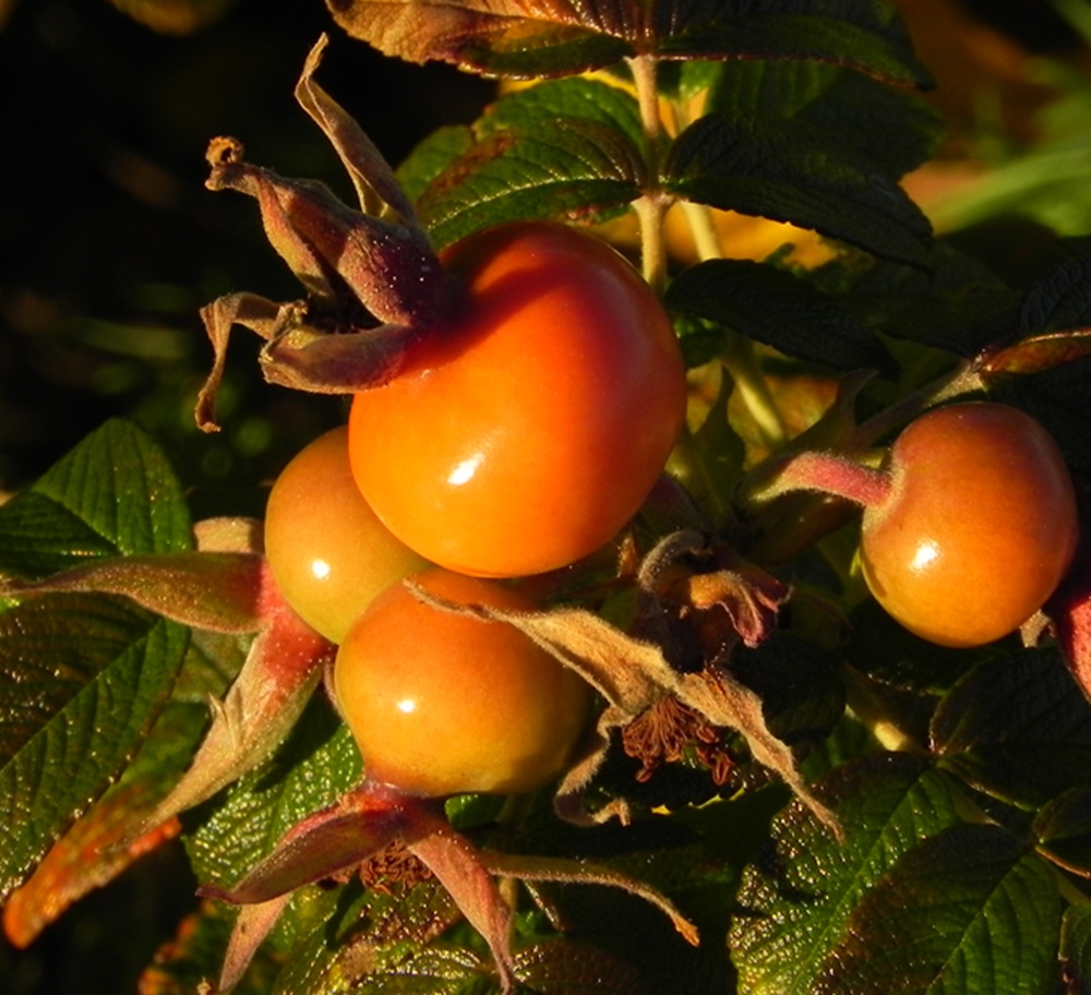Þroskuð ber © Larus Jón - einkasafn